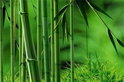 关于竹子风水的一些禁忌