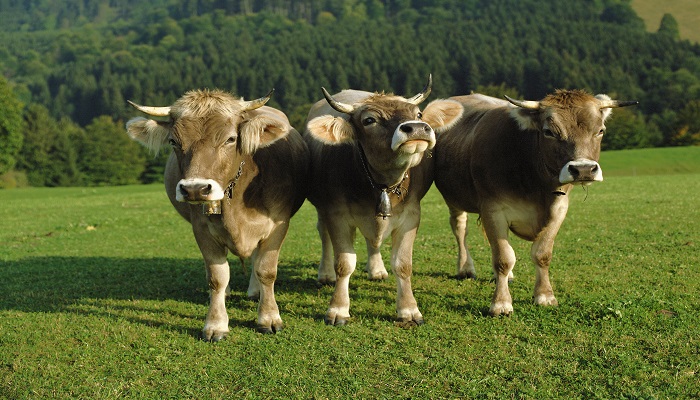 摄图网_501462433_草地上的三头牛（企业商用）.jpg