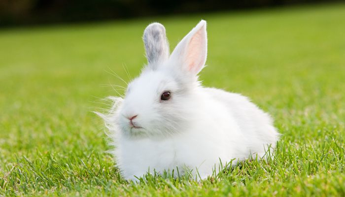 摄图网_501464097_一只兔子坐在草地上（企业商用）.jpg